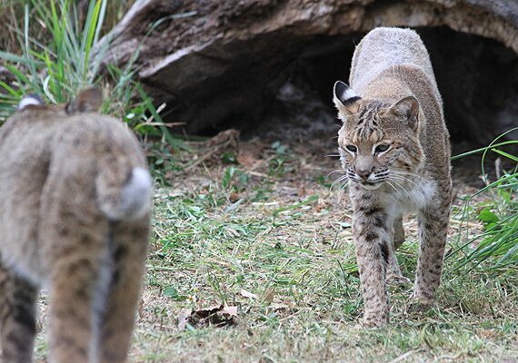 This is a photo of a bobcat for reference, but not the actual bobcat who was rescued