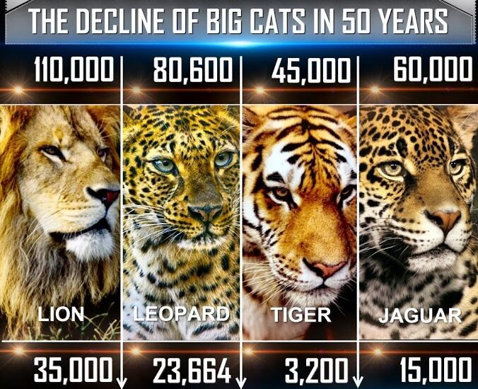 DeclineOfBigCats50Years