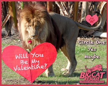 Lion Valentine