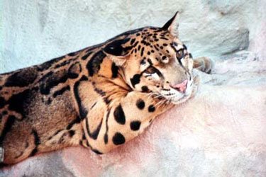 Clouded Leopard Facts