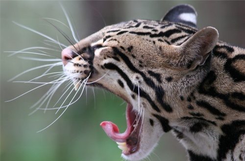 how much do ocelots cost