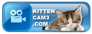KittenCam3