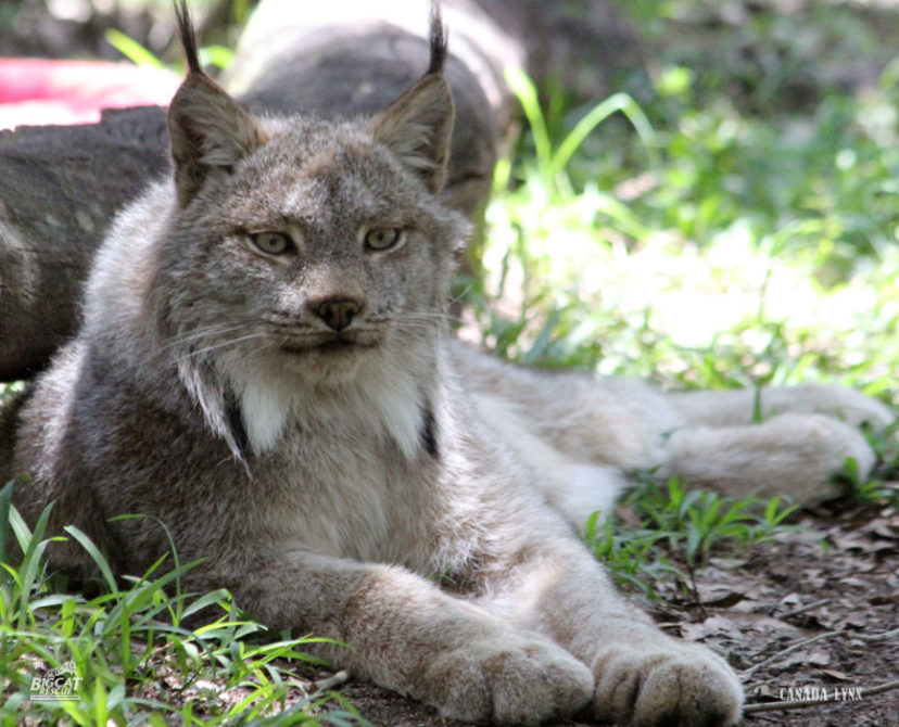 Lynx Facts - Big Cat Rescue