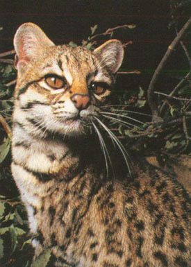 Northern Tiger Cat / Oncilla / Tigrina (Leopardus tigrinus) Classification