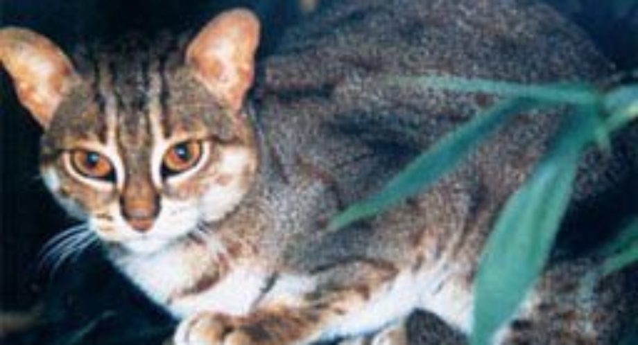 baby rusty spotted cat