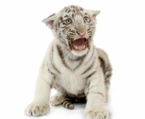 White Tiger cub crying for his mother