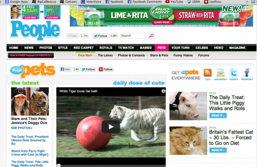 Big Cat Rescue has been featured favorably in the press more than 1,000 times