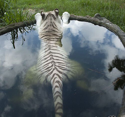 White tiger Zabu in the pool