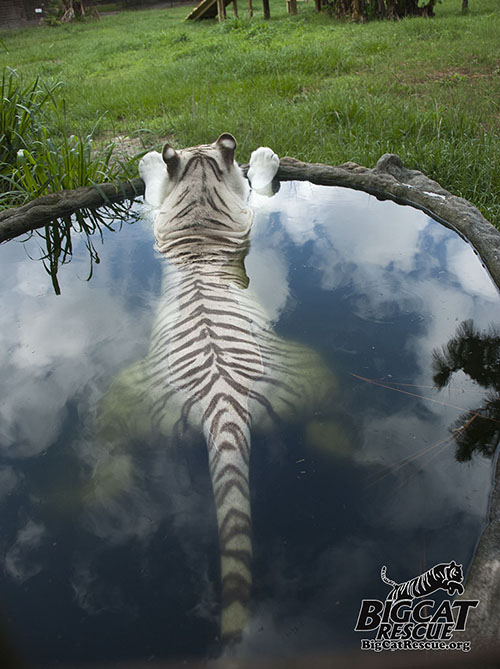 White tiger Zabu in the pool