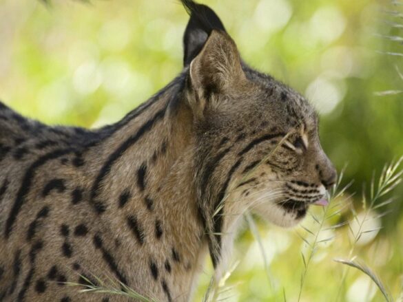 Iberian Lynx Facts
