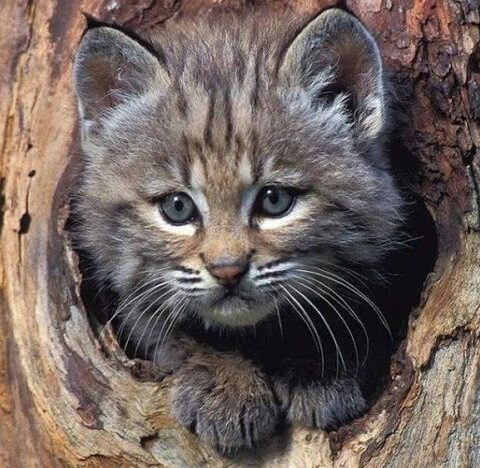 Bobcat-kitten-in-Tree