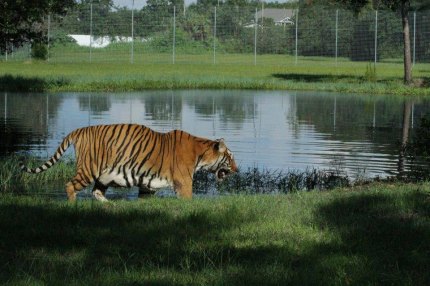 Tiger-Bengali-Pond  Now at Big Cat Rescue Feb 13 2014 Tiger Bengali Pond f improf 430x287