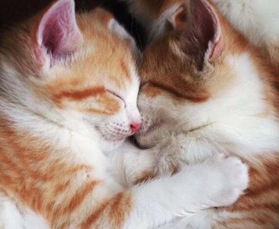 Kittens Cuddle