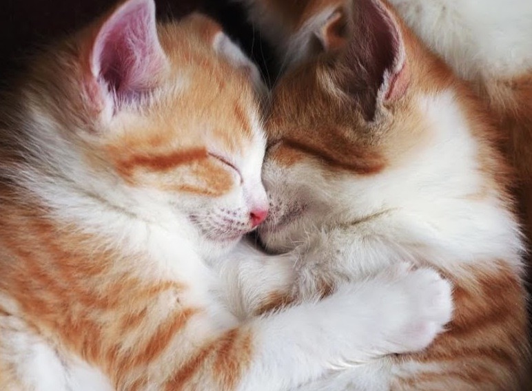 Kittens Cuddle