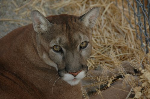 Lynda-Sugasa-Wildlife-Haven-Max-Cougar