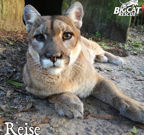 Reise the cougar at Big Cat Rescue