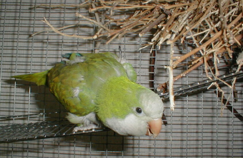 Elmo Parrot