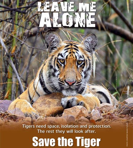 If we save the tigers we'll save the planet Big Cat Rescue