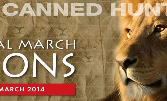 Ban Canned Hunting