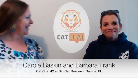 Cat Chat 42 Barbara Frank