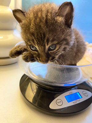 weigh your kittens