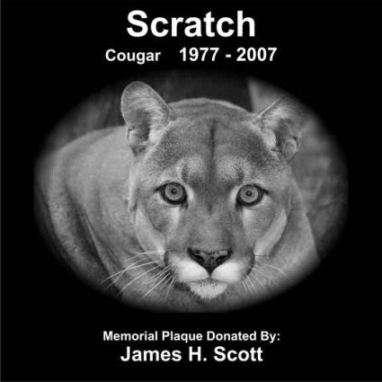 Scratch the oldest cougar