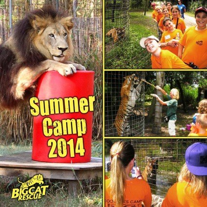 Summer Camp Big Cat Rescue  Kids Camp SummerCampBigCatRescue 425x425 f improf 545x545