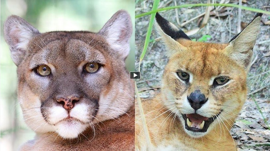 Cougar & Caracal/Serval Hybrid Rescued! – Sanctuary Closes