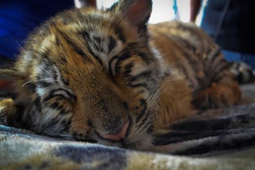 Tiger Cub Exhausted Florida State Fair 2014