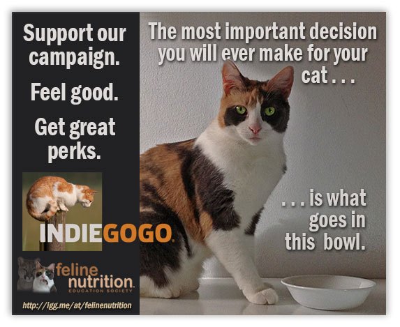 Feline_Nutrition_Indiegogo