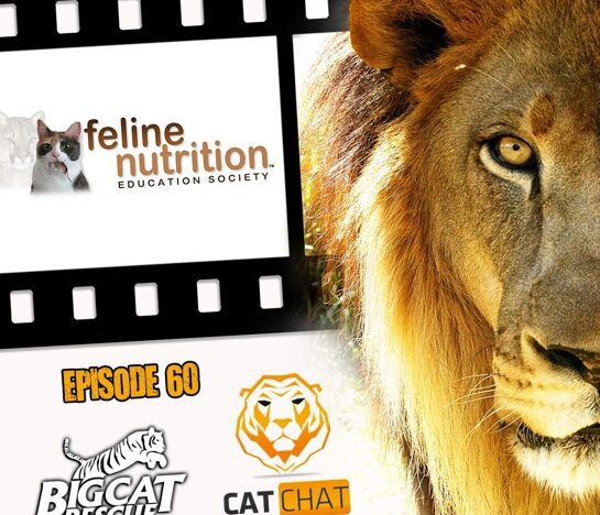 Cat Chat 60 Margaret Gates Feline Nutrition
