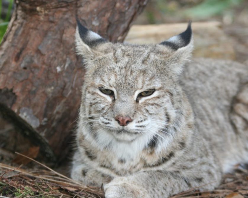 Chinese Mountain Cat Facts - Big Cat Rescue