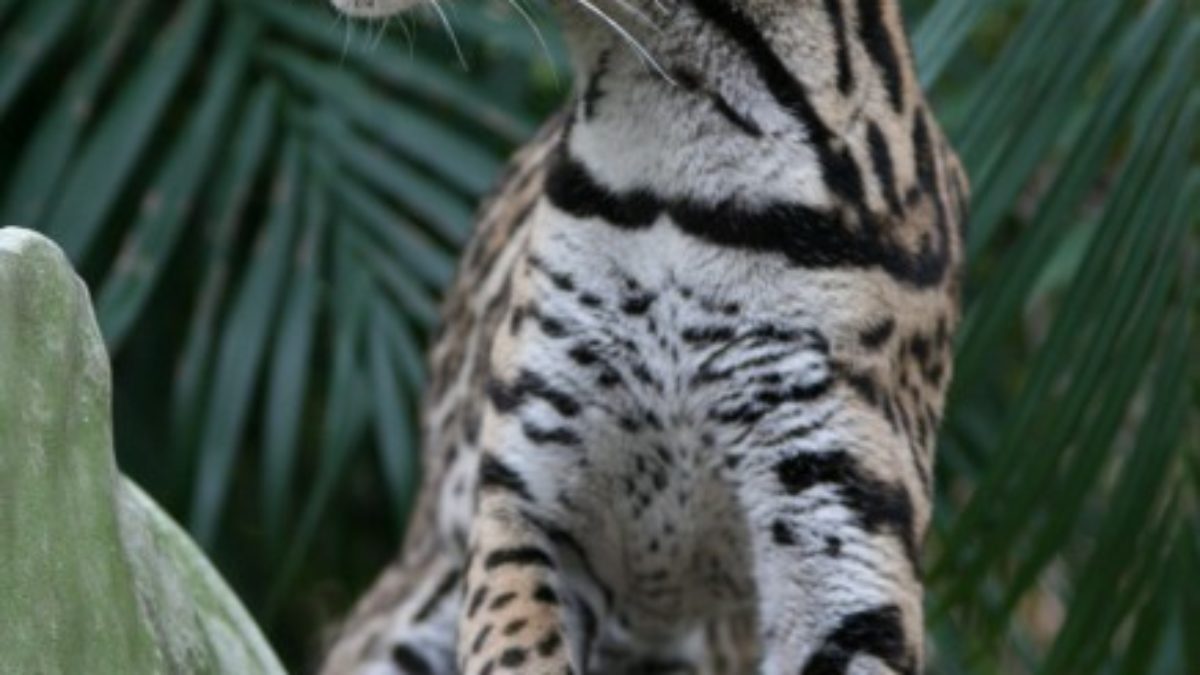 Genes Show Brazilian Wild Cat Yamatojapan
