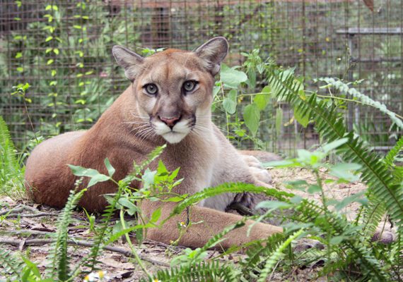 Cougars at Big Cat Rescue