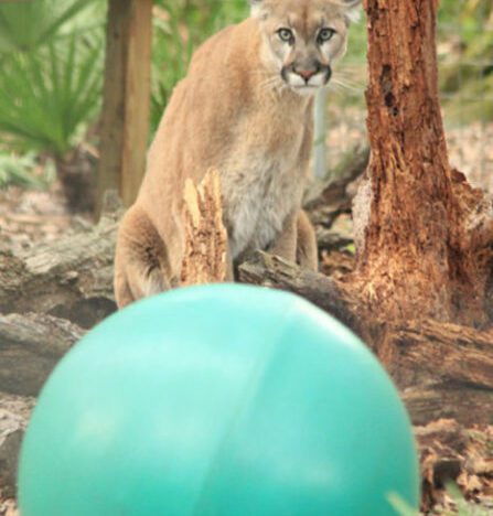 Cougars at Big Cat Rescue