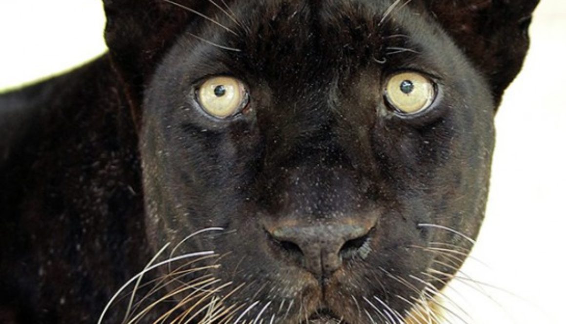 Sabre the black leopard is not a black panther