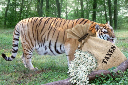 Let Our Big Cats Take a Bite Out of Your Taxes!
