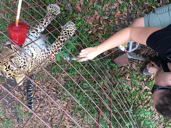 Vet-Jade-Leopard-2014-12-29 14.22.05  Now at Big Cat Rescue New Years Eve 2014 Vet Jade Leopard 2014 12 29 14