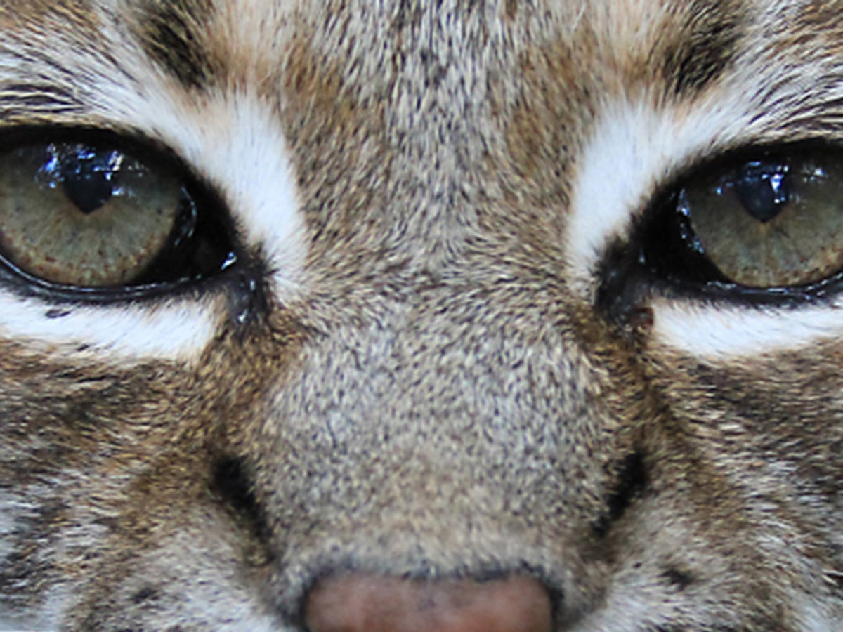 Little Feather The Tiny Bobcat Living At Big Cat Rescue