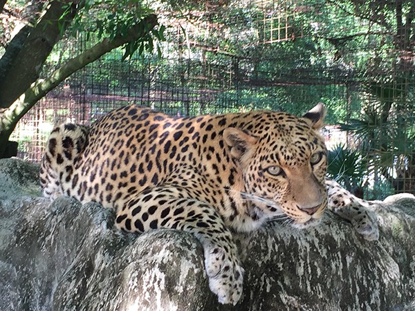 Sundari-Leopard-2015