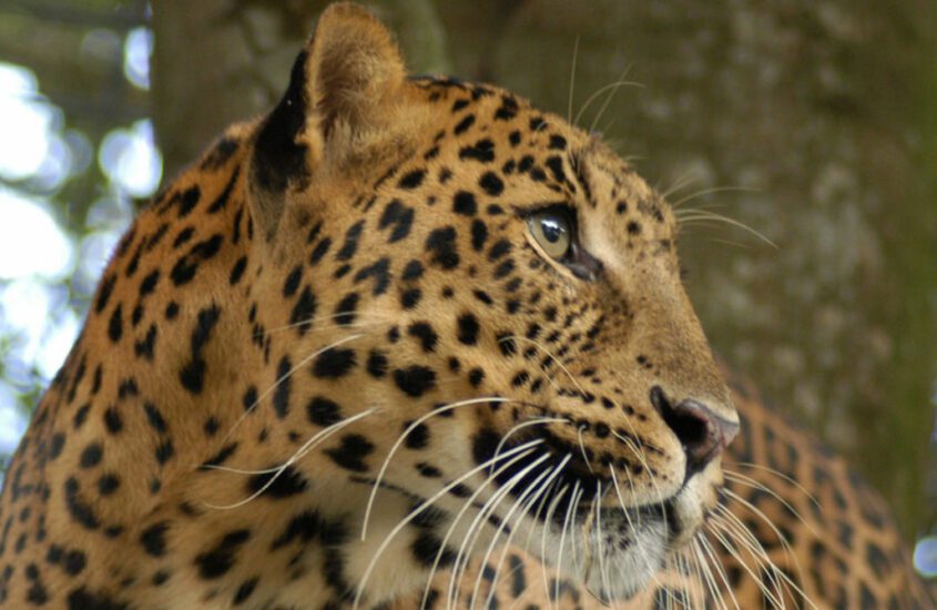 Cheetaro Leopard