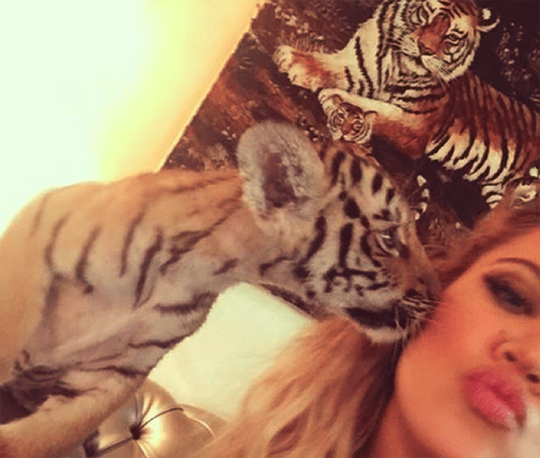 Khloe Kardashian Tiger Cub Abuse  Cub Petting Shame KhloeKardashianTigerCubAbuse
