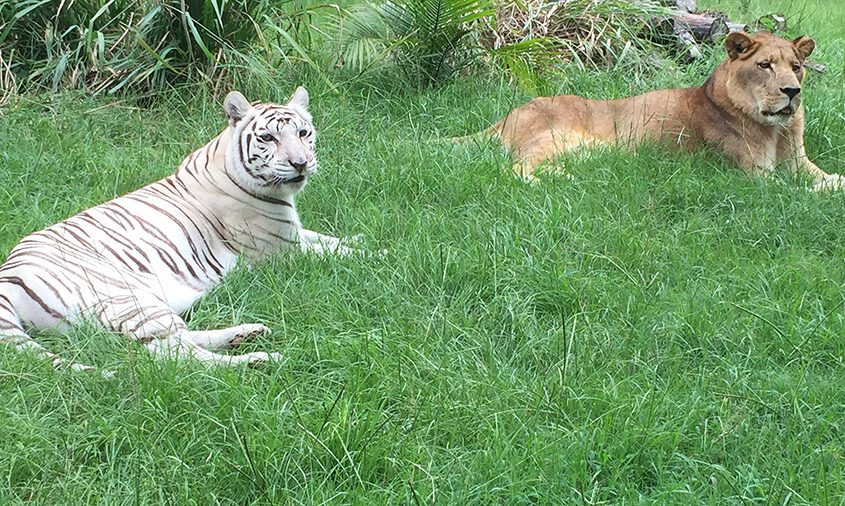 Lion White Tiger Love Each Other