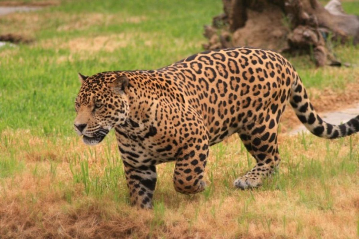 Jaguar Facts Interesting Information About Jaguars Big Cat Rescue