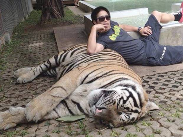 Tiger Abuse on Tinder  Cub Petting Shame tindertiger1