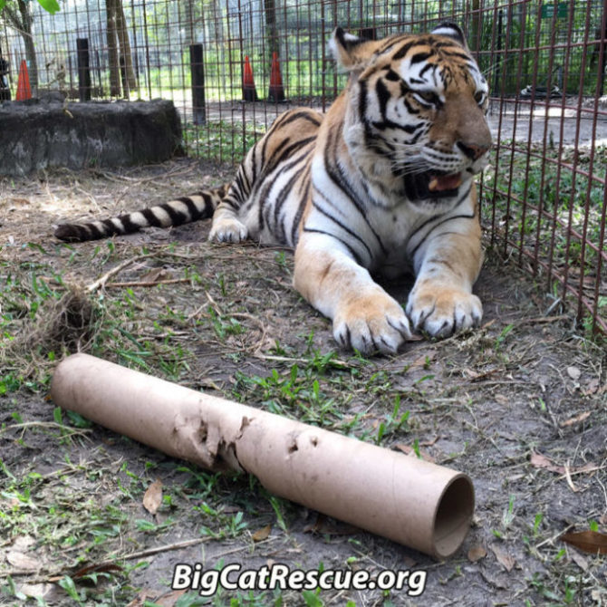 New rescue tiger, Teisha, enjoyed her first perfume tube.