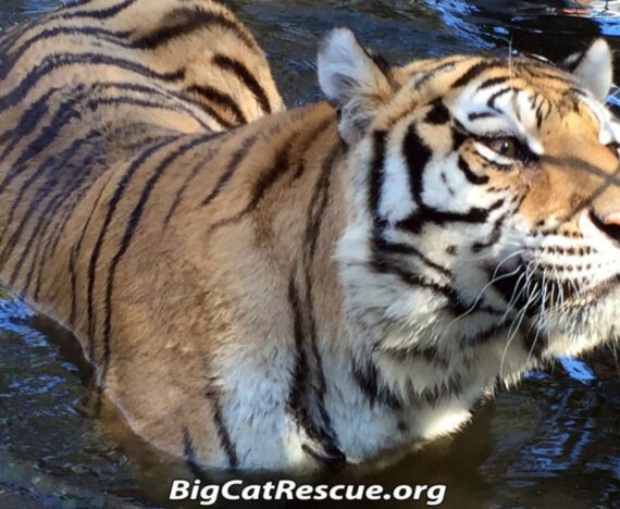 Teisha Tiger in Pool