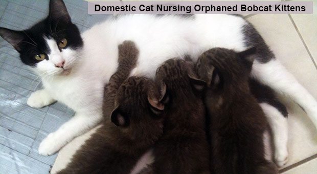 Domestic Cat Nursing Orphaned Bobcat Kittens