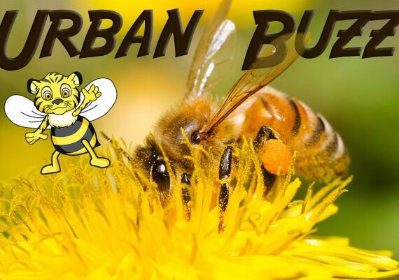 Urban Buzz Bees