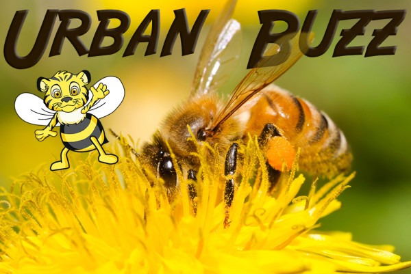 Urban Buzz Bees